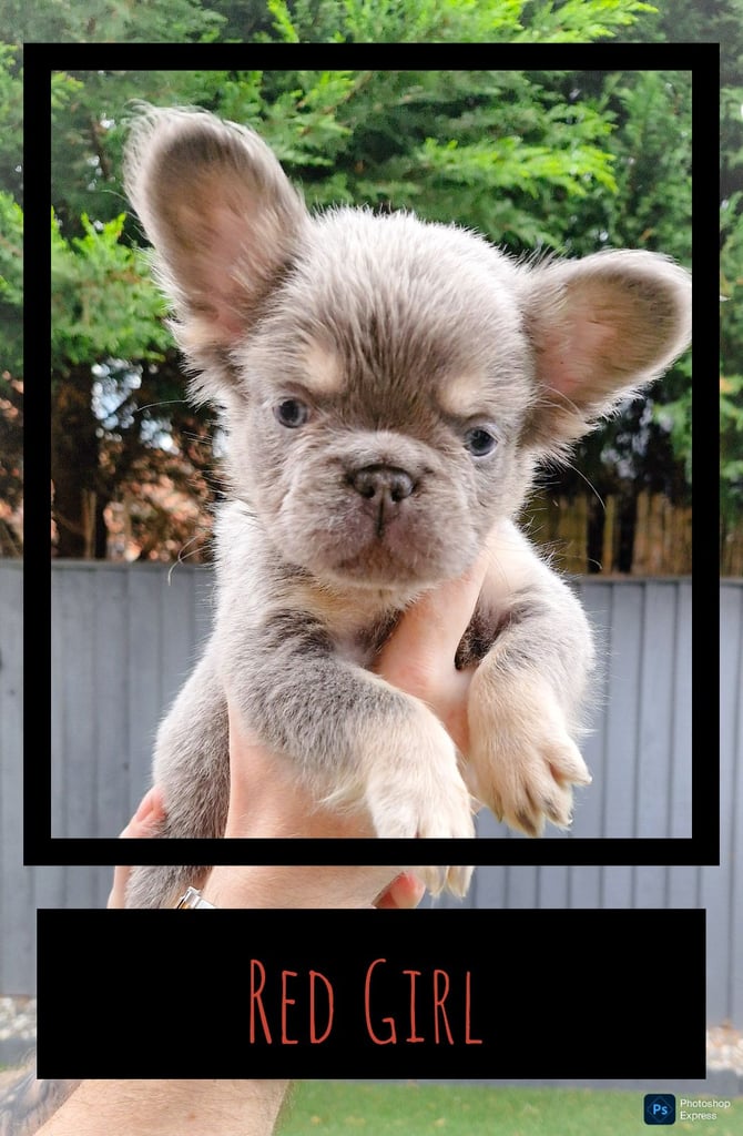 Kc Registered Lilac & Tan fluffy French Bulldog Puppies For Sale 