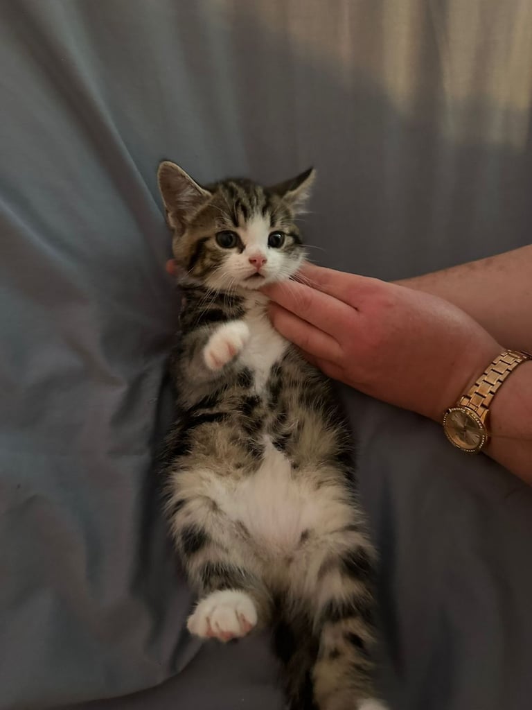 8 beautiful shorthair kittens