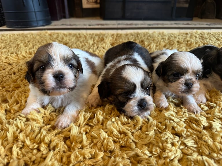 8 week old Shih Tzu puppies 