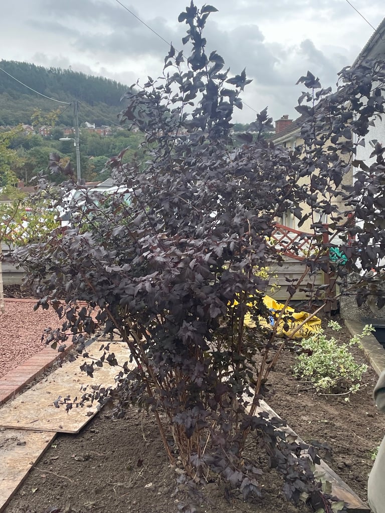 Shrub