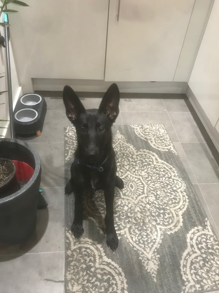 5month old male black mally puppy needs to find a new home no fault of his own 