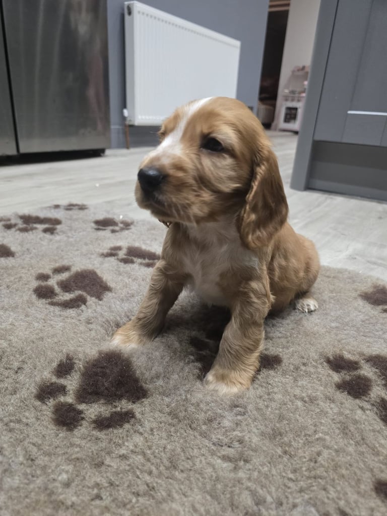 Show Cocker Spaniel Puppies 