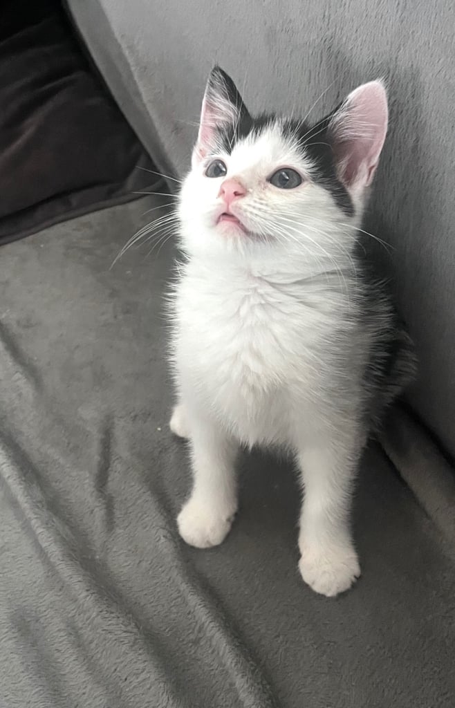 Little girl kitten, eight weeks old
