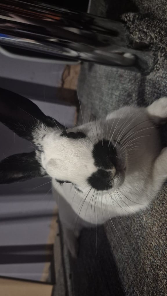 Neutered male rabbit 