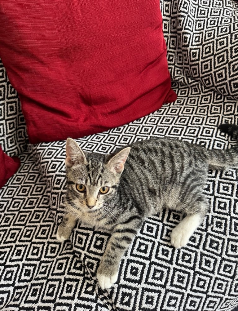 URGENT Cute Tabby Kitten 4 months 