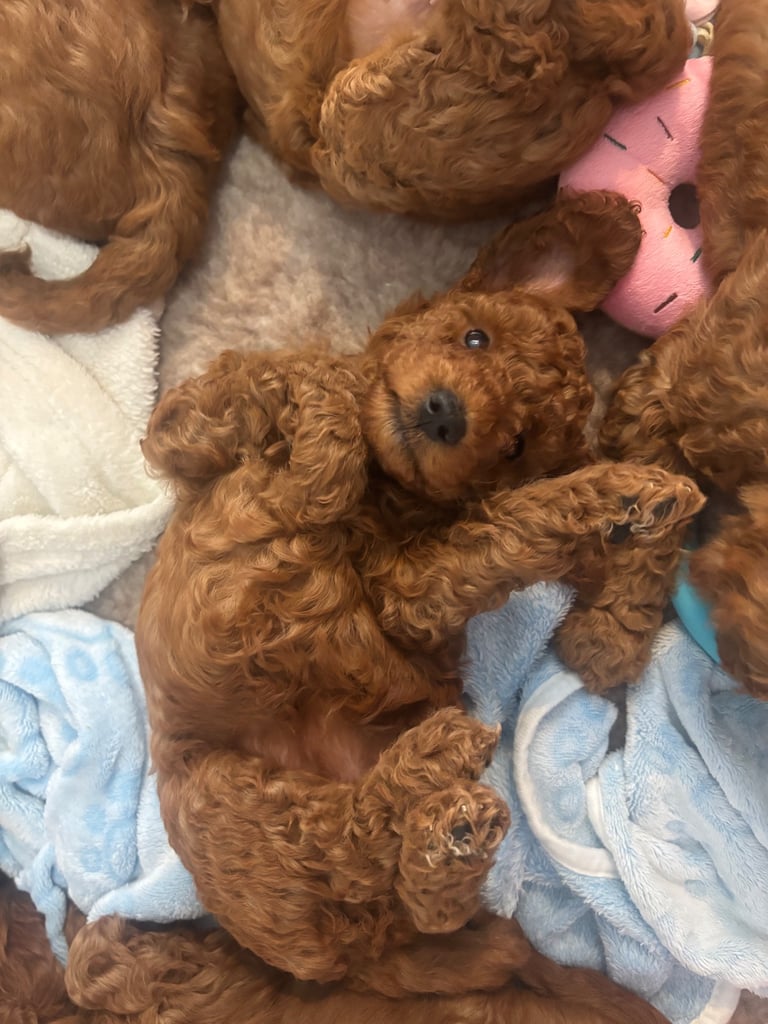 Golden doodles F1bb puppies hypoallergenic and malting