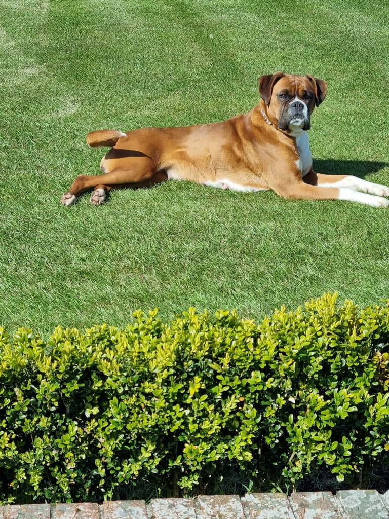 *Boxer puppies for sale*