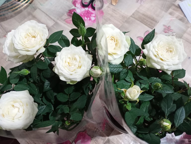 M and S white rose plant in ceramic pot 