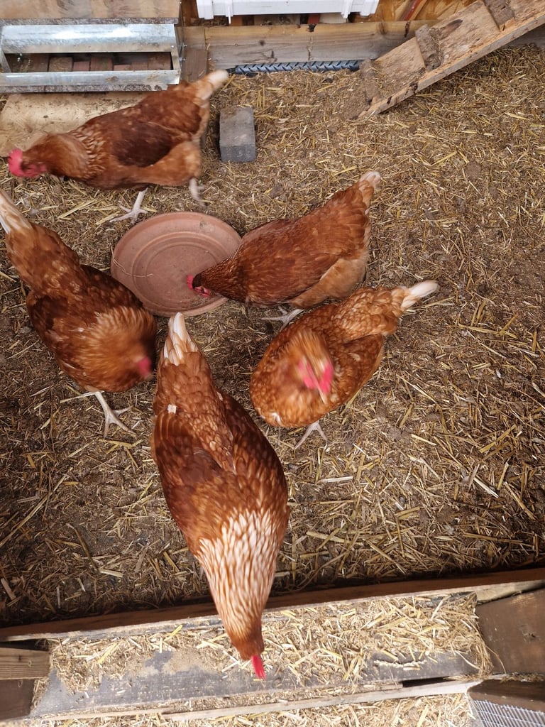 Bowan brown chickens 