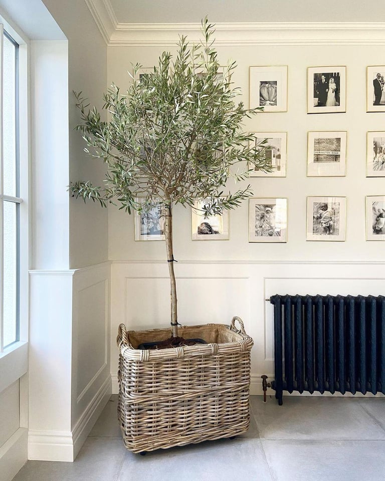 🫒last Tall Olive Trees RRP £249.99