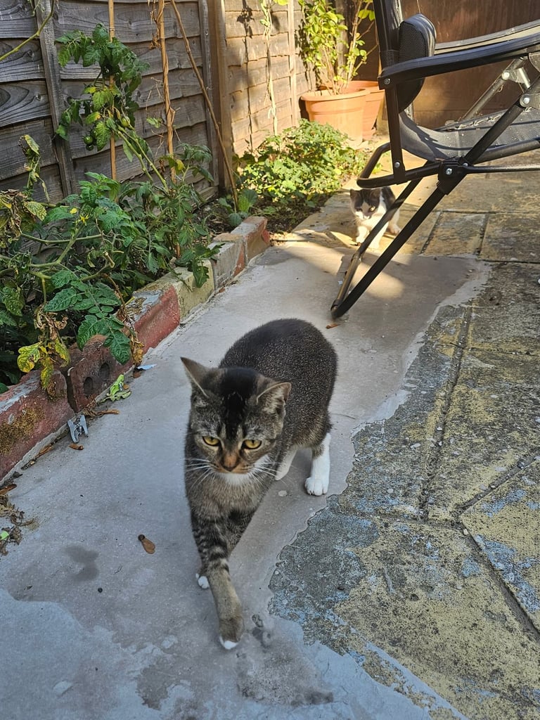 4  cats/kittenfor sale. 