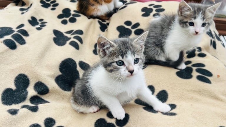 Kittens ready now 