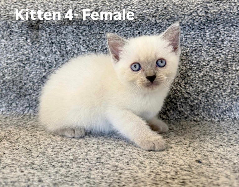 Beautiful British short hair/Ragdoll kittens