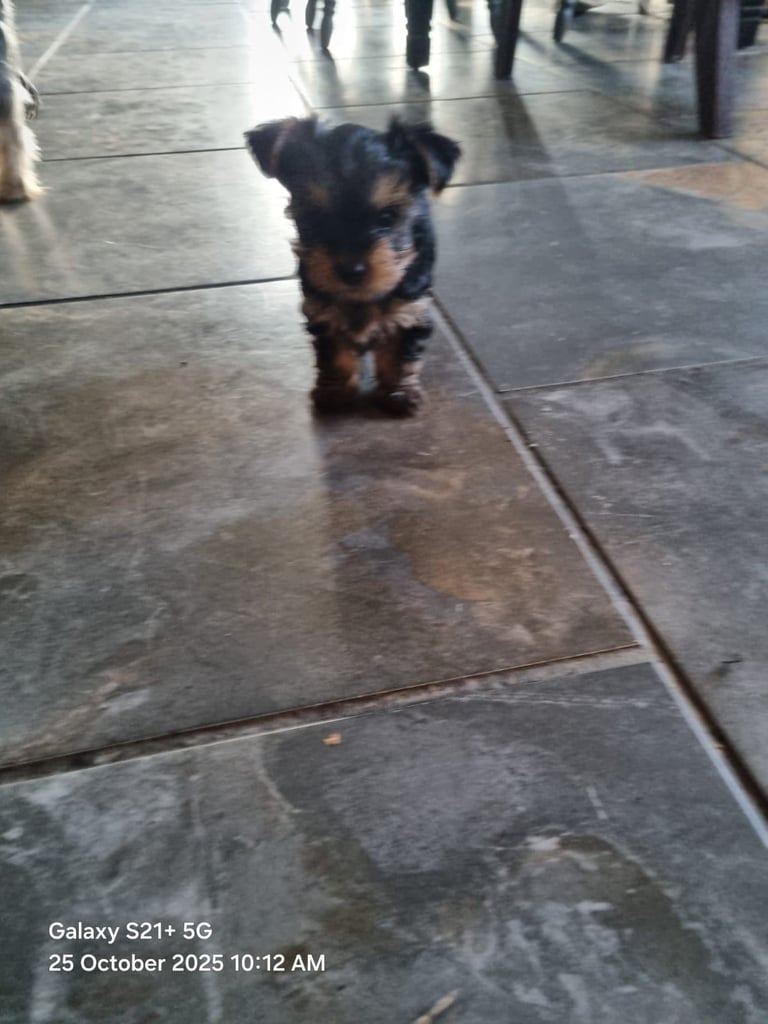 Yorkshire terrier pups 