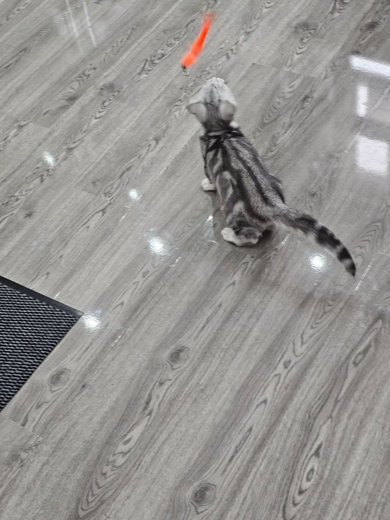 Beautiful Silver Tabby British Shorthair Boy