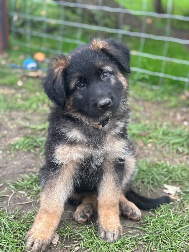 German shepherd puppies 