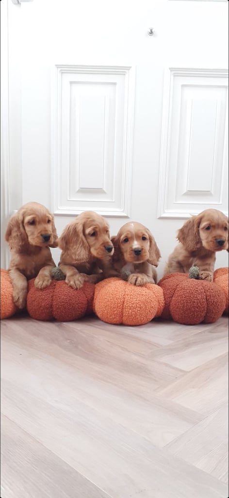 Show Type Cocker Spaniel Puppies
