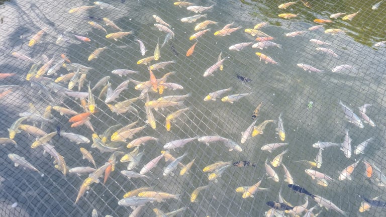 Koi carp for sale from £10 to £220