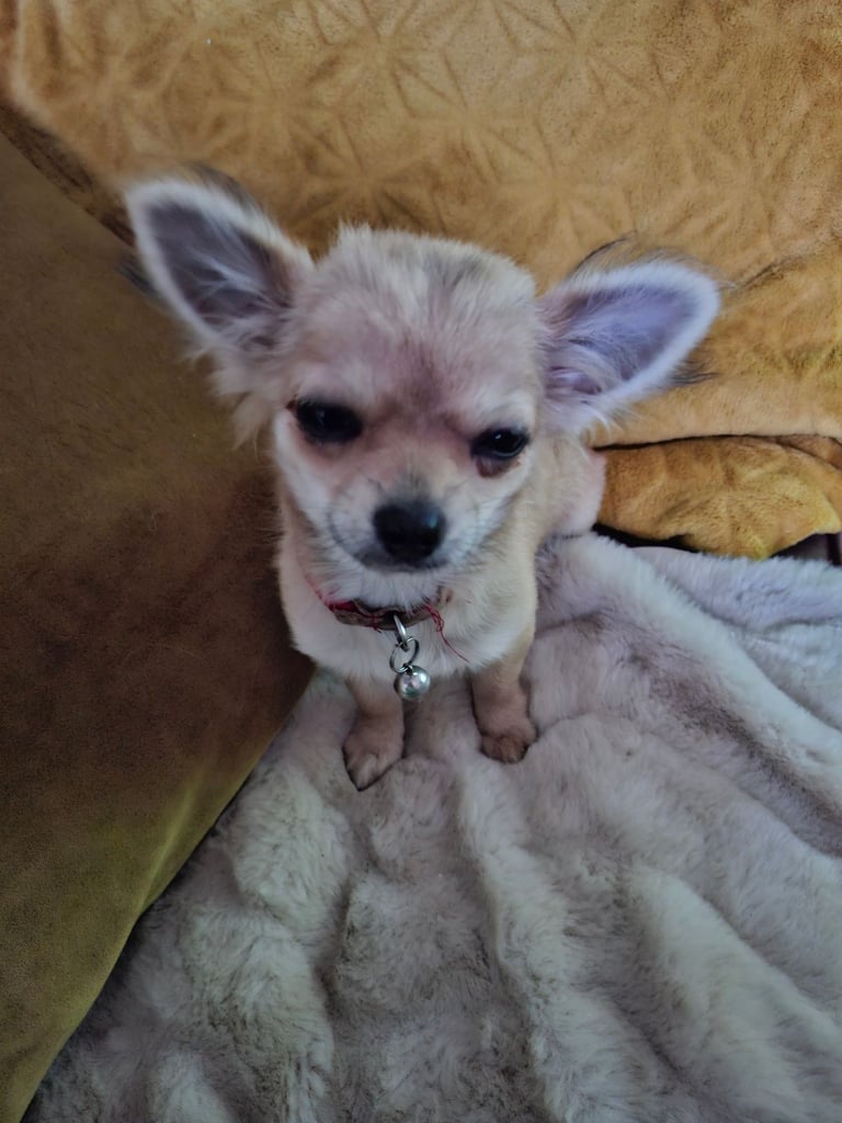 Chihuahua 