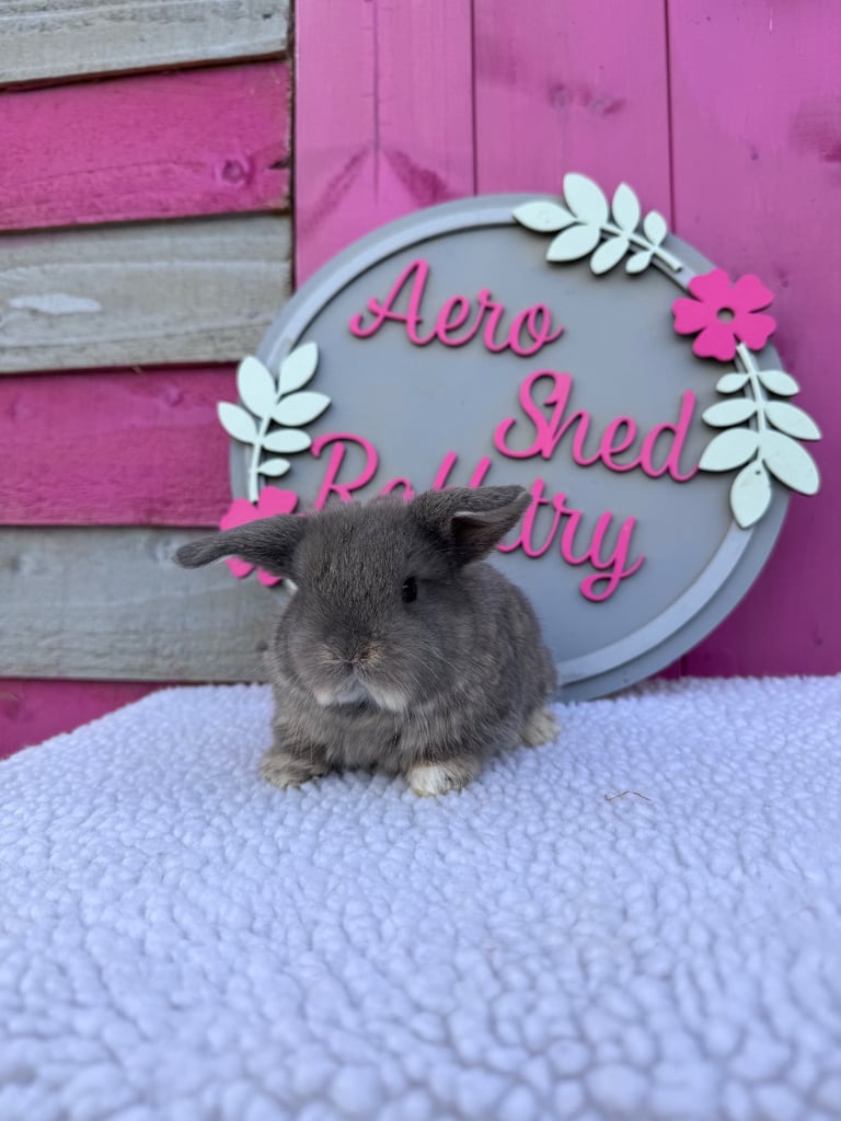 Mini Lop Bunnies
