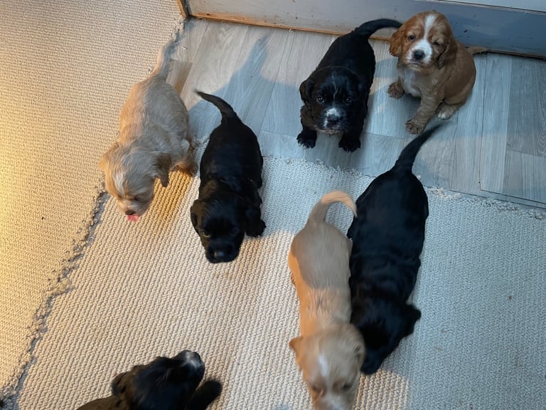 🐾 Gorgeous Cocker Spaniel Puppies  🐾
