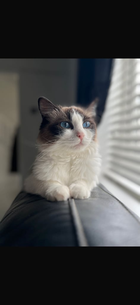 3 years old ragdoll cat 