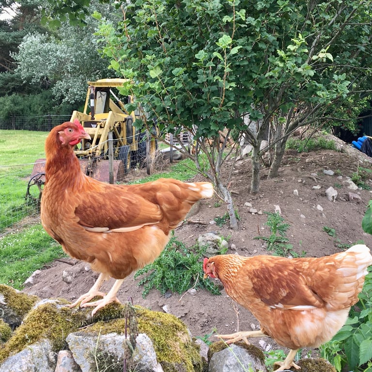 Wanted detached rural house to rent long term by quiet married couple 