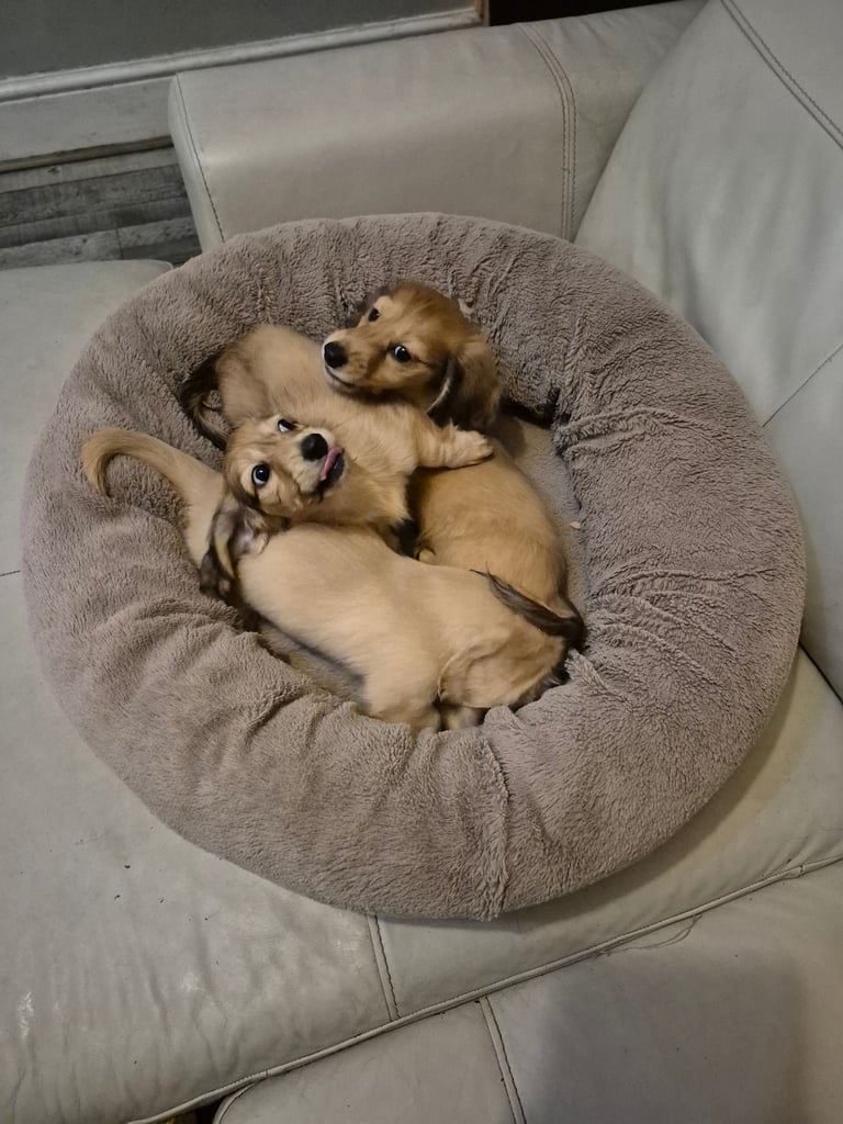 Miniature dachshunds cream KC Long haired