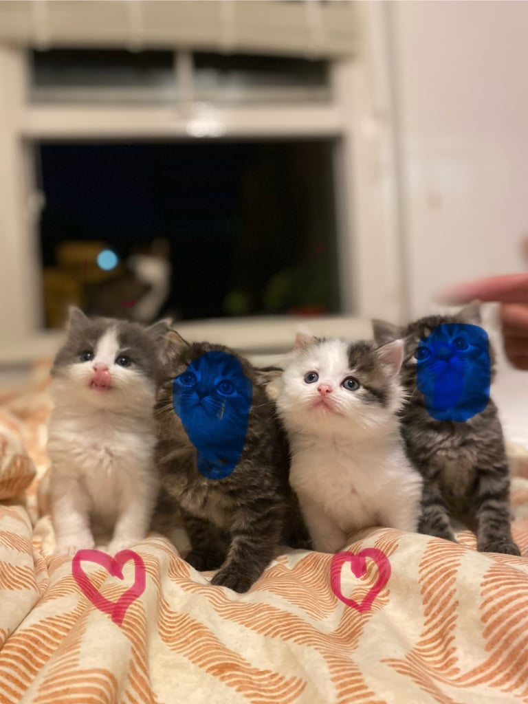 Mixed breed kittens 