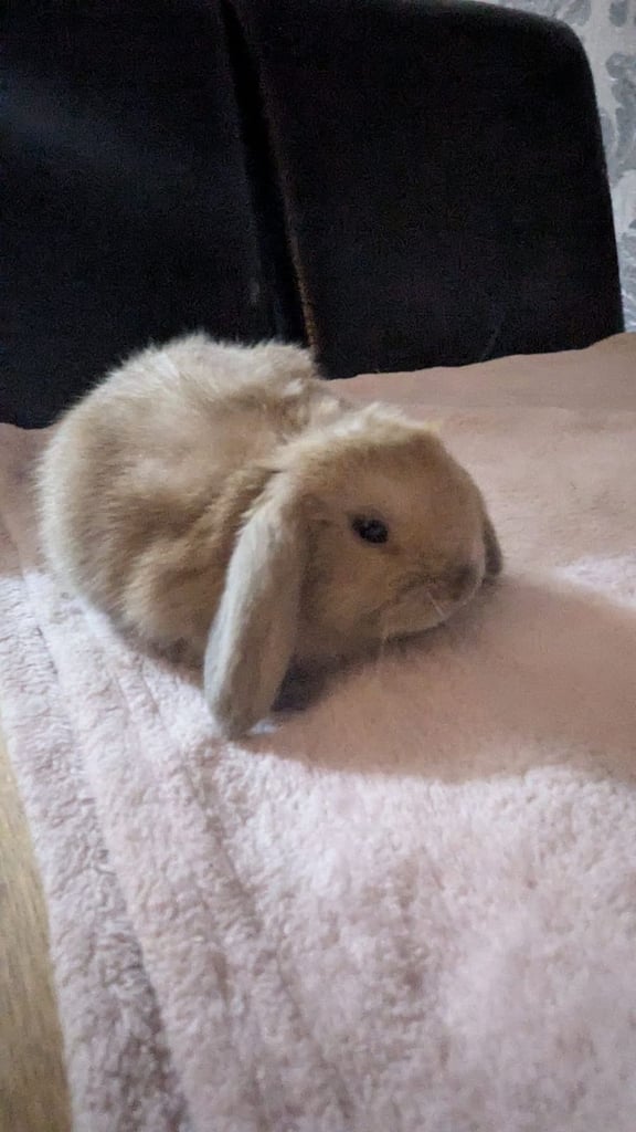 Baby mini lops for sale £60
