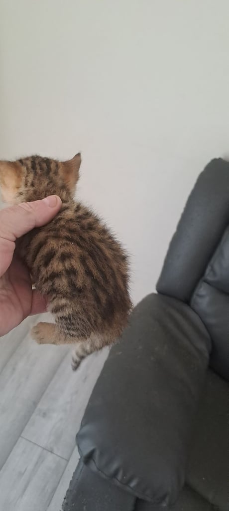 Bengal kittens girls x 3
