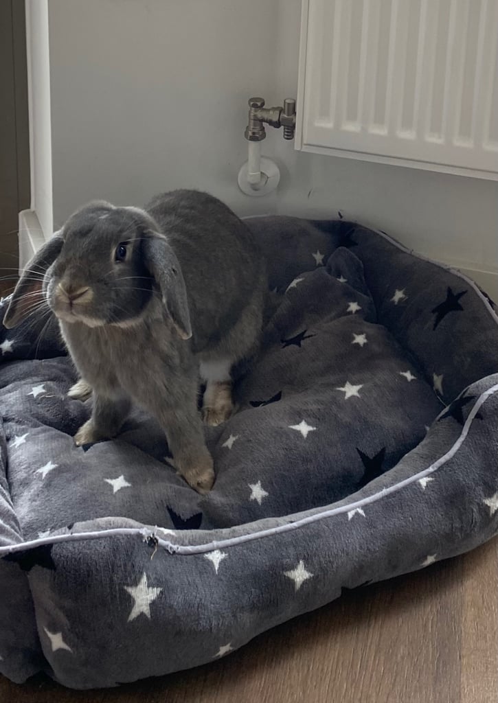 URGENT! Sweet Mini Lop Bunny Looking for a Loving Home 