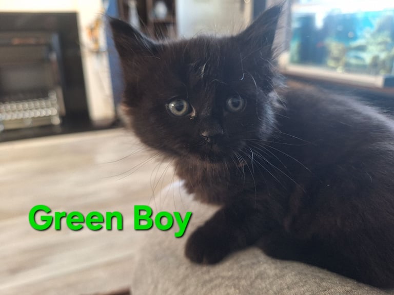 ** ALL RESERVED **5 fluffy black kittens with hints of grey