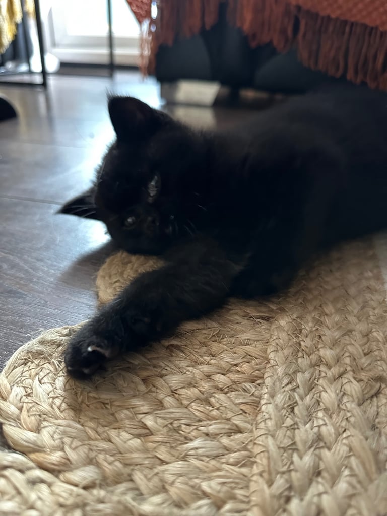 Black British Shorthair - Kitten