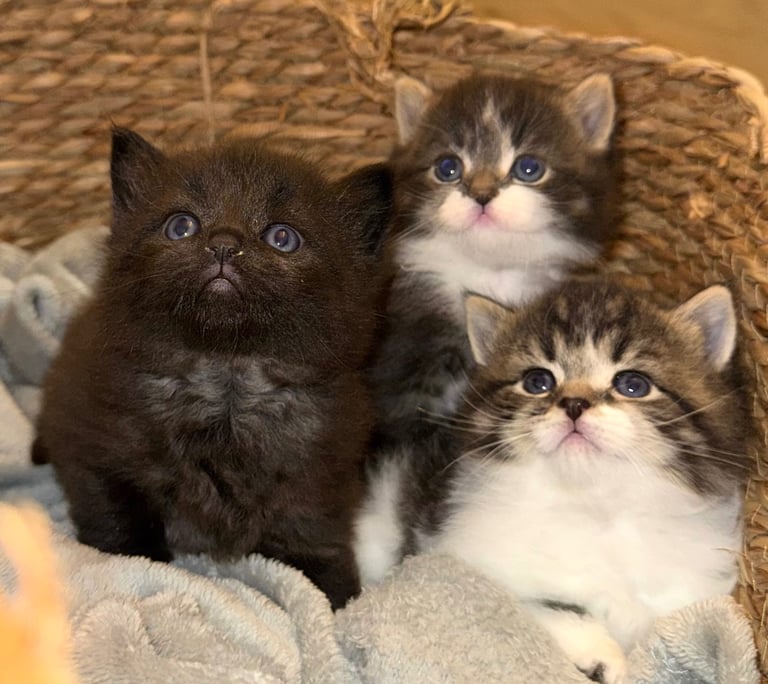Adorable kittens for sale