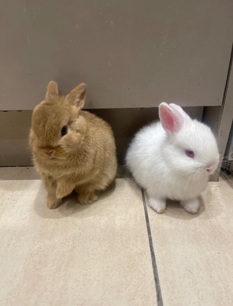 Netherland Dwarf Bunnies 