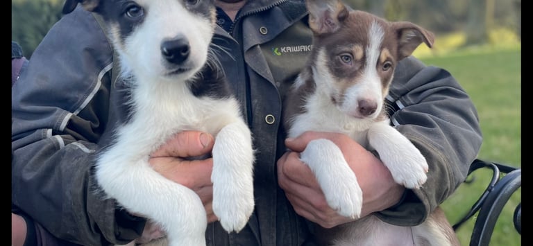 Patterdale collie best sale cross puppies