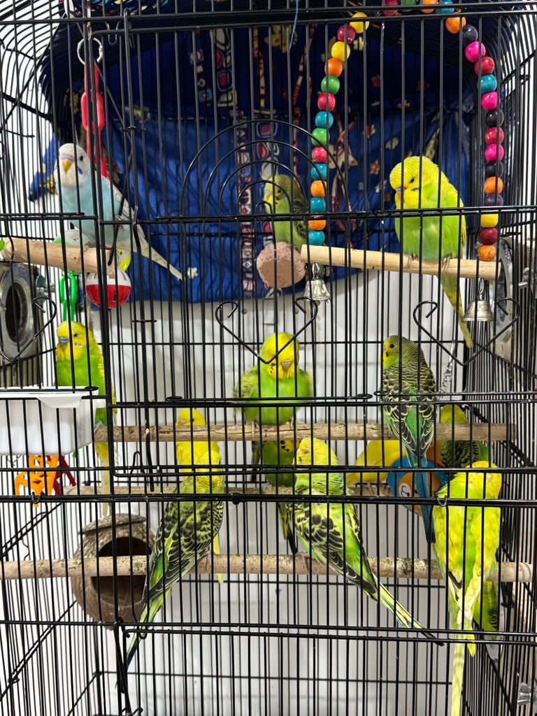 image for Budgies