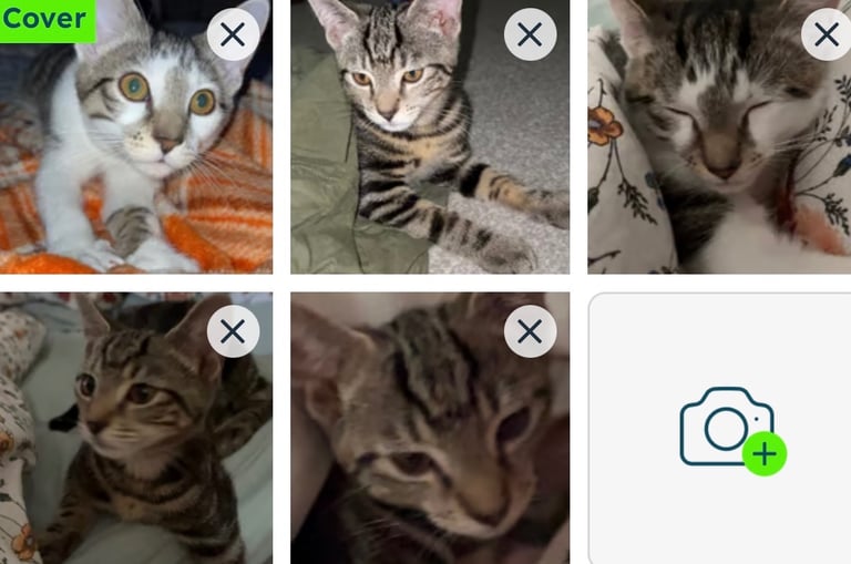 2 kittens need to go together 