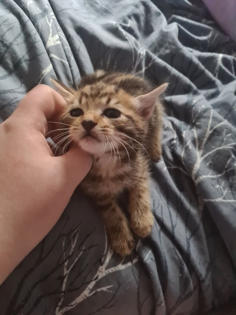 X5 Maine coon x Norwegian forest 