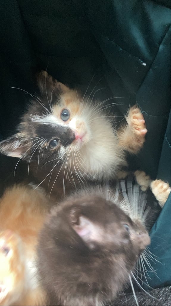 KITTENS FOR SALE 