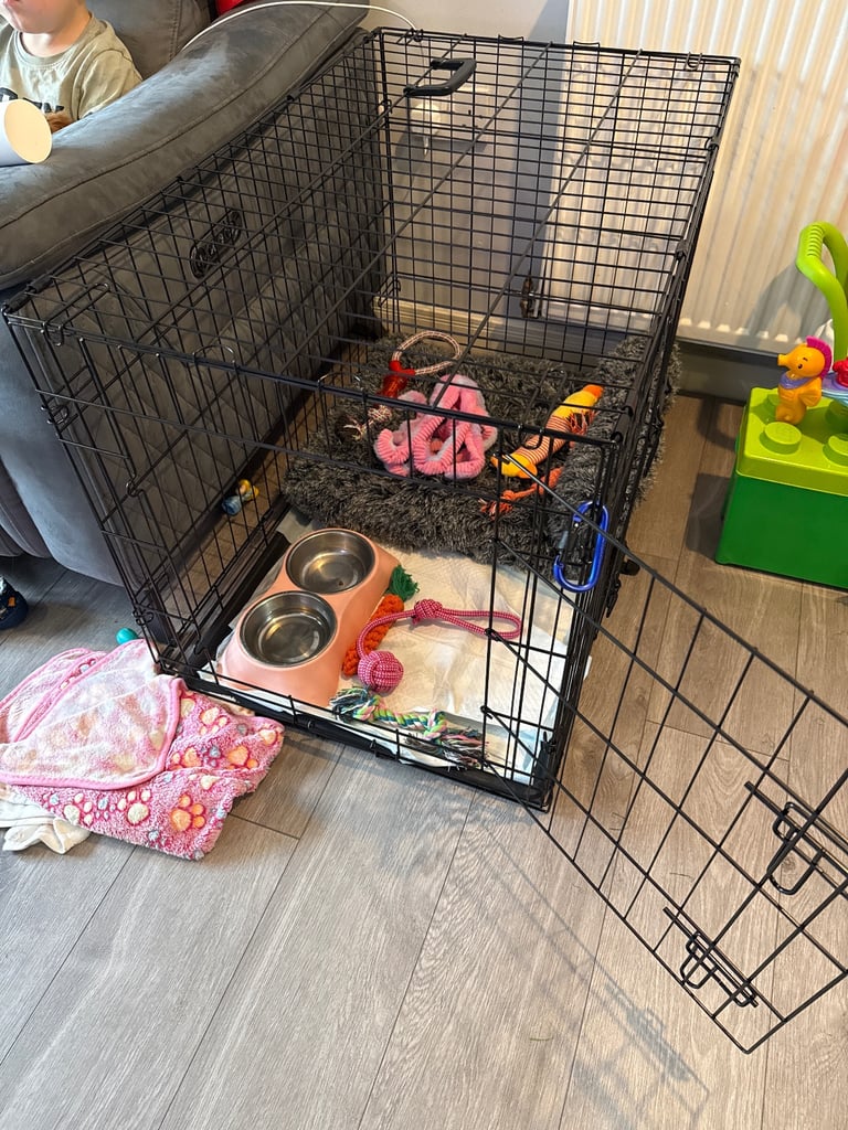 Cavapoo F1B + Extras