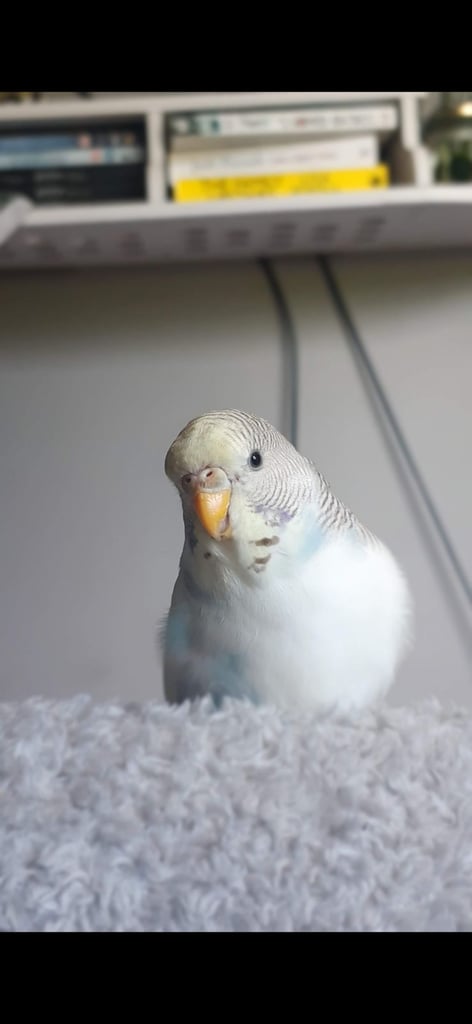 image for Female Budgie needing rehomed