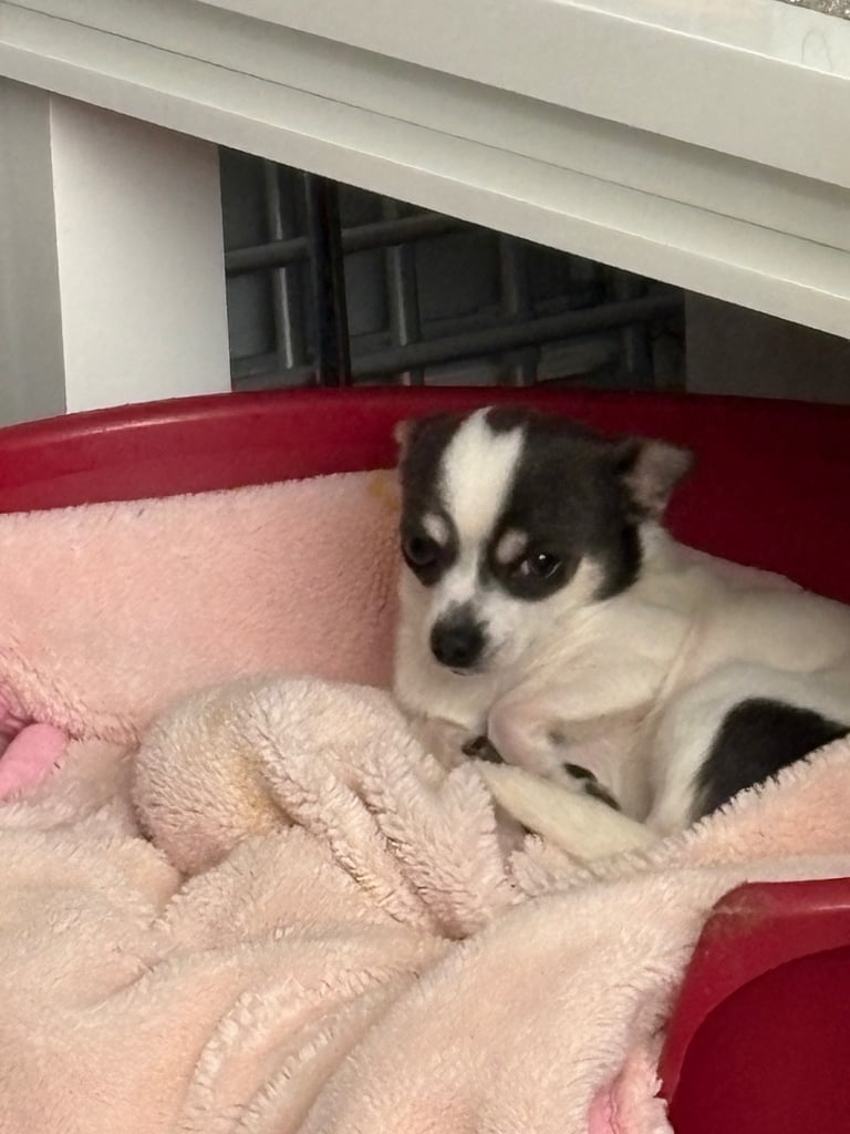 image for Chihuahua for re homing 