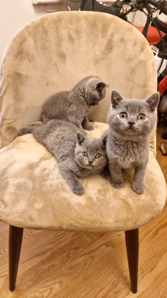 image for BRITISH SHORTHAIR KITTENS BLUES MALE FEMALE PEDIGREE GREY CATS BOYS GIRLS 