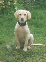 Lovely 14weeks old female lab looking for a good home