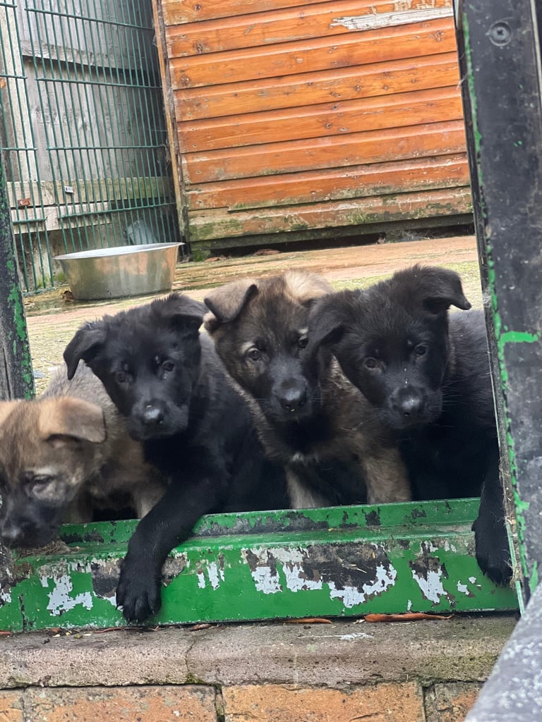TOP QUALITY CZECH GERMAN SHEPHERDS AVAILABLE!