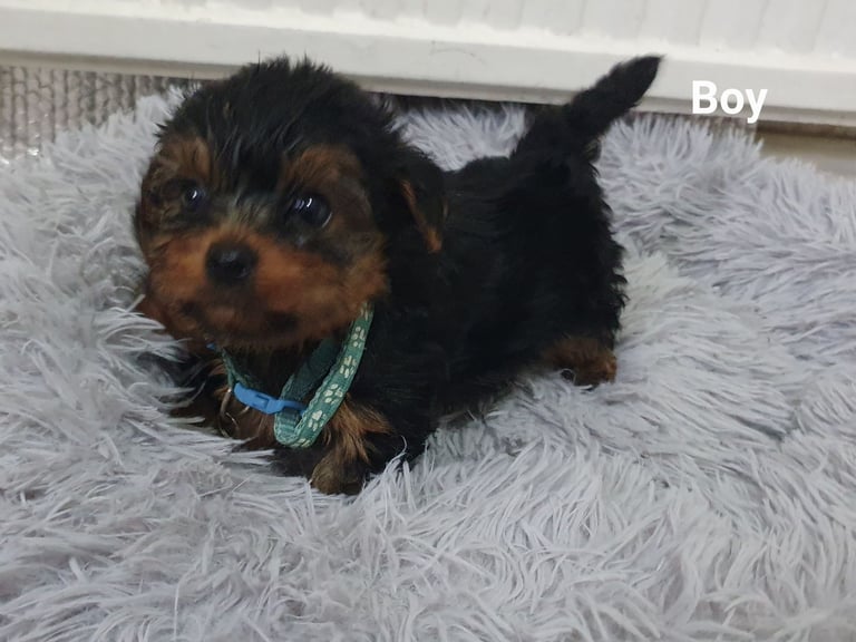 Yorkshire terrier puppies 