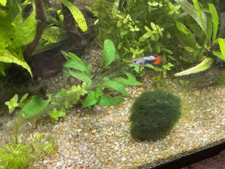 Guppies 
