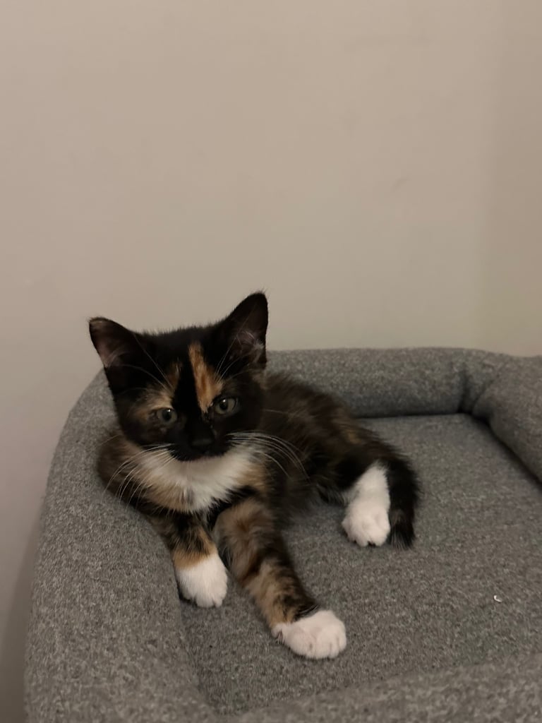 4 adorable kitties for sale